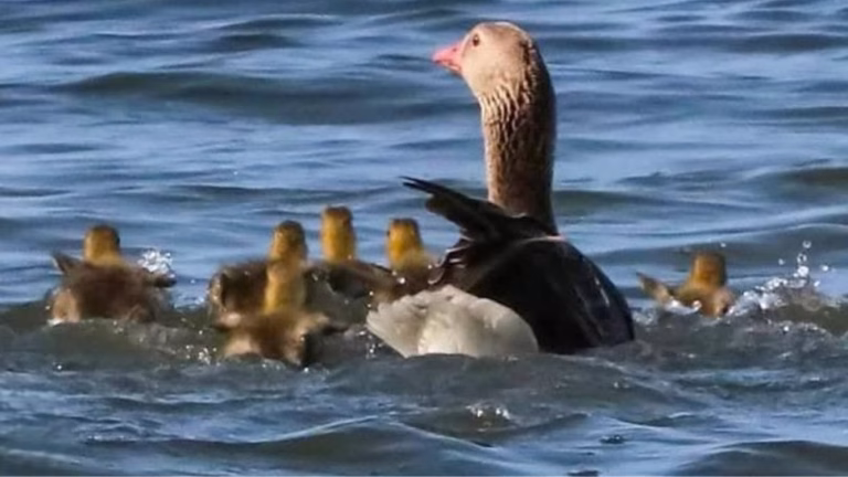 На Одещині вилупилися перші пташенята рідкісних птахів