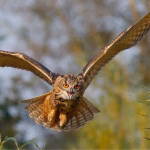 Рідкісні птахи повернулися у дику природу в дельті Дунаю на Одещині