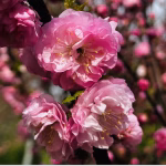 Фруктові врожаї Одещини під загрозою через холодну зиму — прогнози