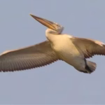 На Одещині виявили незвичайного пелікана — встановили місце його перебування