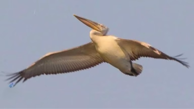 На Одещині виявили незвичайного пелікана — встановили місце його перебування