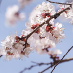 Майже без втрат: як одеські сади пережили люту зиму