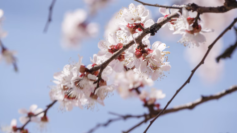 Майже без втрат: як одеські сади пережили люту зиму