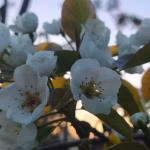 На Одещині очікують рясний врожай фруктів — що саме посадили