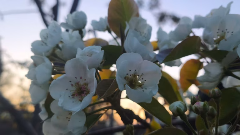 На Одещині очікують рясний врожай фруктів — що саме посадили