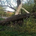 Негода в Одесі пошкодила лінії електропередач і вуличне освітлення — ФОТО