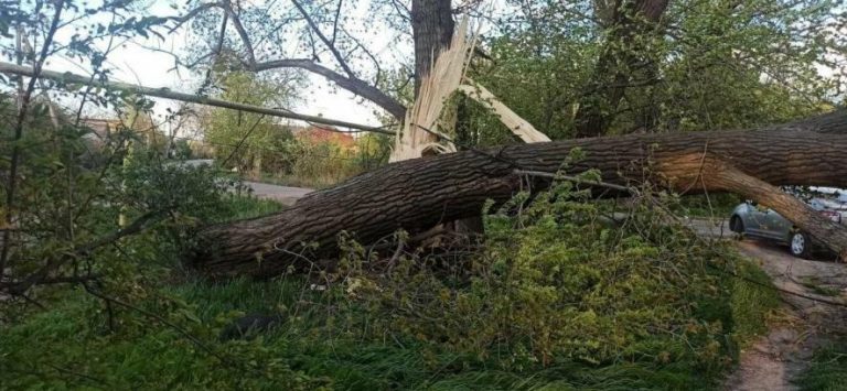 Негода в Одесі пошкодила лінії електропередач і вуличне освітлення — ФОТО