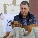 Міжнародний фонд допоміг простерилізувати понад 170 безпритульних тварин в Ізмаїлі