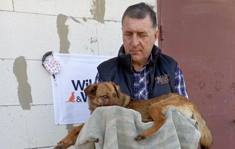 Міжнародний фонд допоміг простерилізувати понад 170 безпритульних тварин в Ізмаїлі
