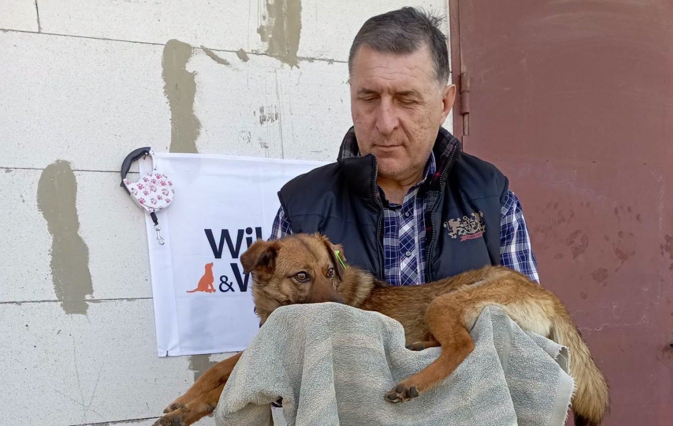 Міжнародний фонд допоміг простерилізувати понад 170 безпритульних тварин в Ізмаїлі