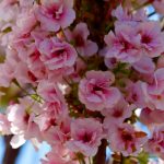 У Одесі розквітла найстаріша сакура — справжнє весняне диво