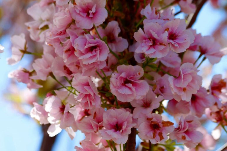 У Одесі розквітла найстаріша сакура — справжнє весняне диво