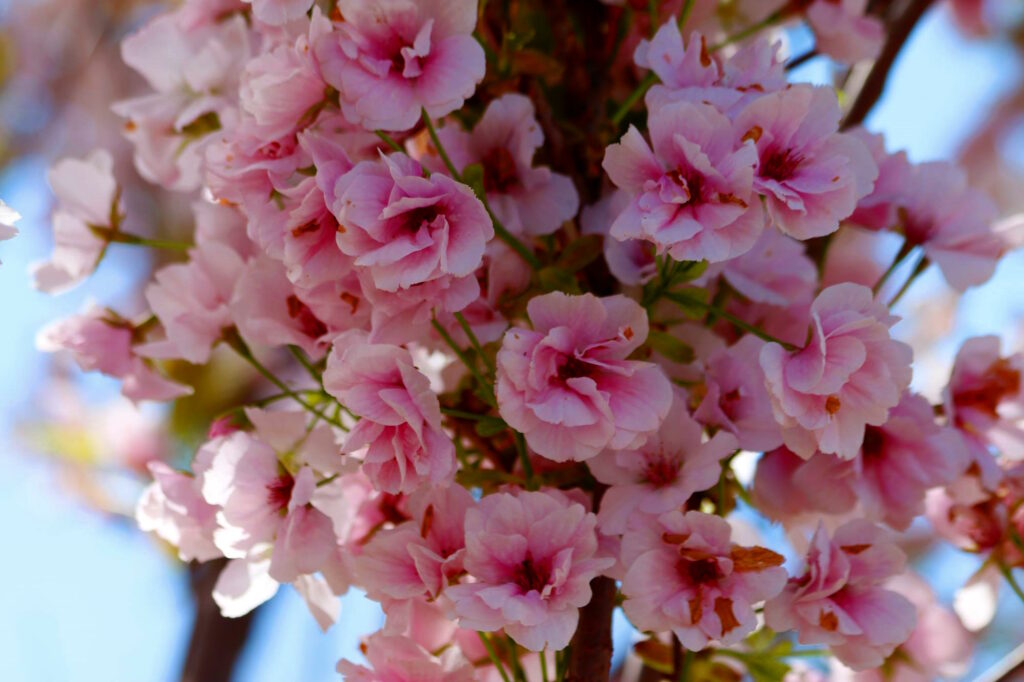 У Одесі розквітла найстаріша сакура — справжнє весняне диво