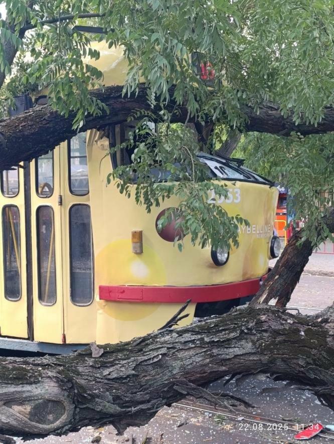 В Одесі повалені дерева паралізували рух трамваїв