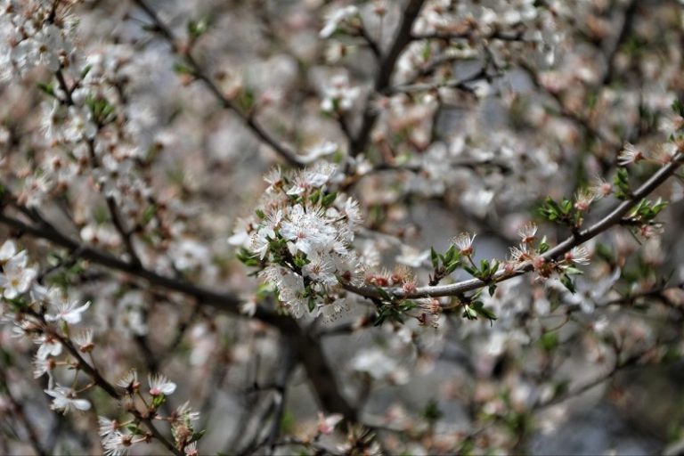 Якою буде погода в Одесі 20 квітня — прогноз синоптиків