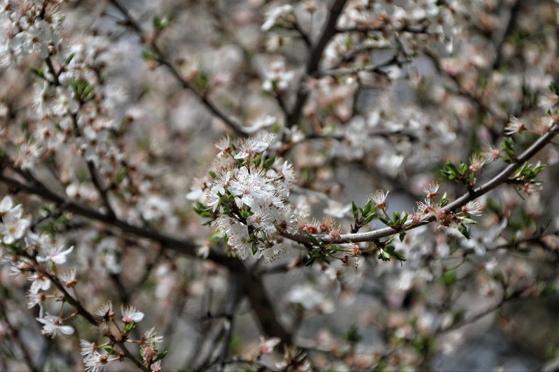 Якою буде погода в Одесі 20 квітня — прогноз синоптиків