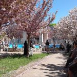 Рожева легенда Ізмаїла: сакуровий сад, що став символом столиці Придунав’я