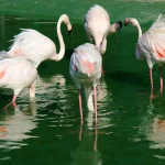 Одеський зоопарк — перетворення на сучасний інвестиційний проєкт