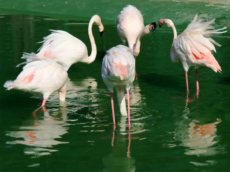 Одеський зоопарк — перетворення на сучасний інвестиційний проєкт