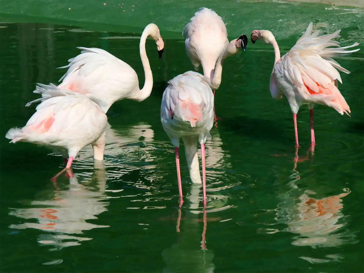 Одеський зоопарк — перетворення на сучасний інвестиційний проєкт