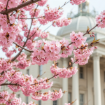 Де в Одесі цвітуть сакури й магнолії: найфотогенічніші квіткові локації — ФОТО