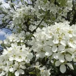 У суботу 25 квітня в Одесі та області очікується весняне потепління