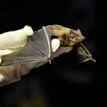 Одеса запрошує мешканців на масштабний випуск кажанів