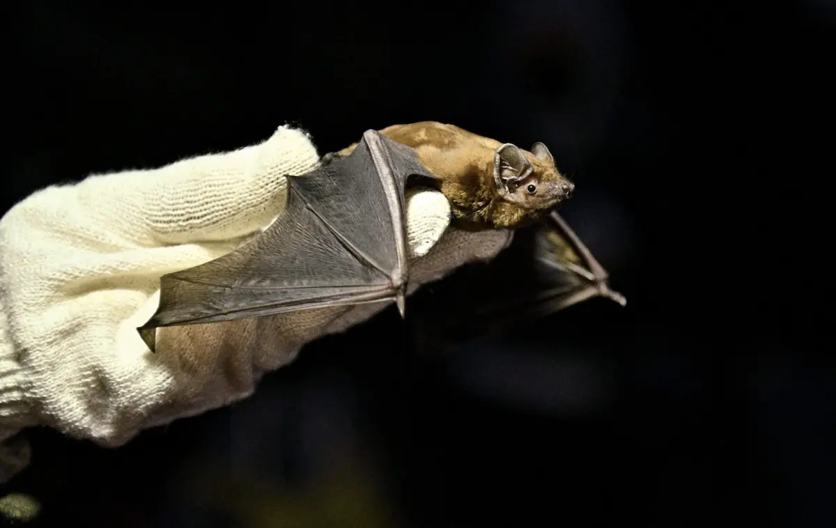 Одеса запрошує мешканців на масштабний випуск кажанів