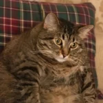 Одеситський гумор: як після свят не луснути і десерт, що зігріває серце