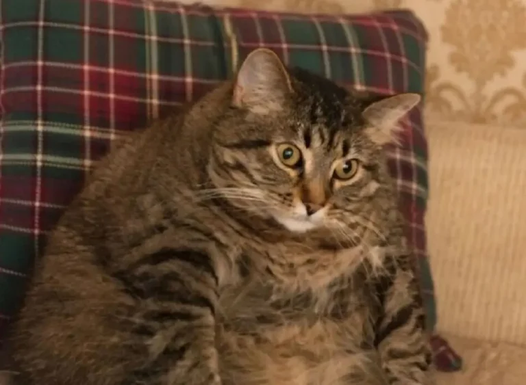 Одеситський гумор: як після свят не луснути і десерт, що зігріває серце