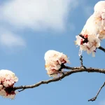 На Одещині очікуються заморозки: прогноз погоди на 28 квітня