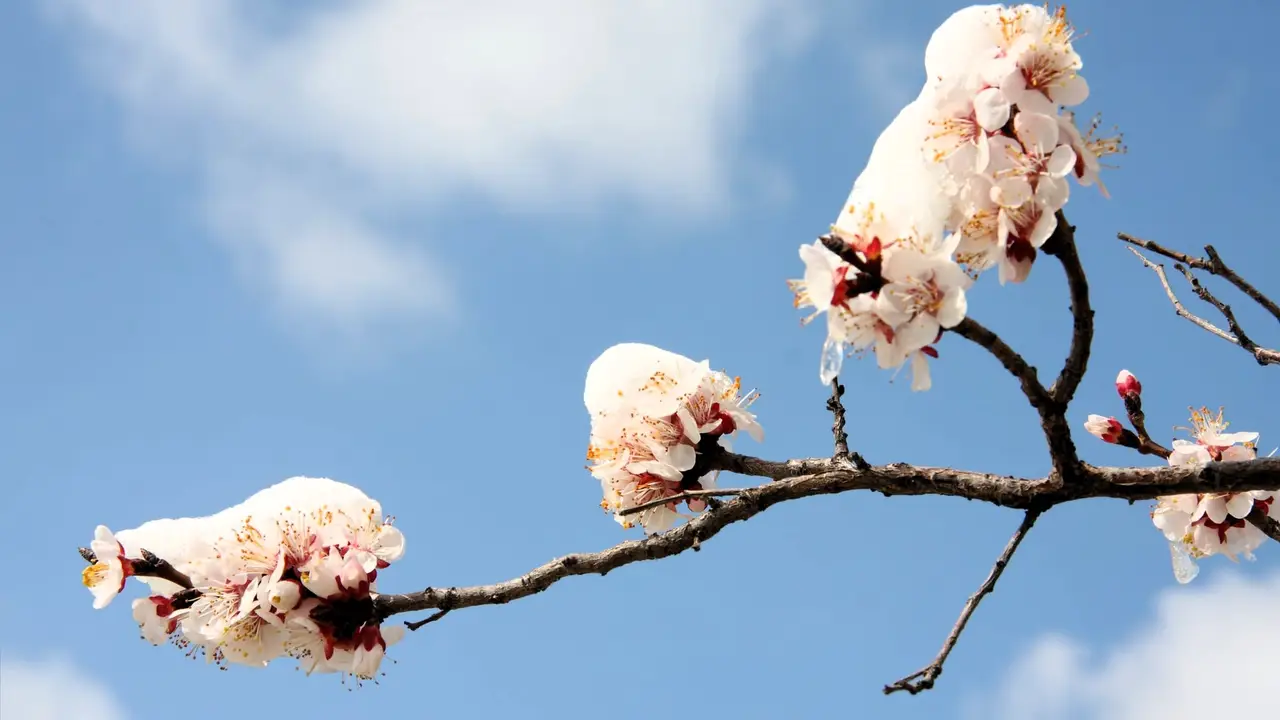 На Одещині очікуються заморозки: прогноз погоди на 28 квітня