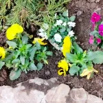 Перші квіткові пробудження Одеси: куди йти за весняними барвами (фоторепортаж)