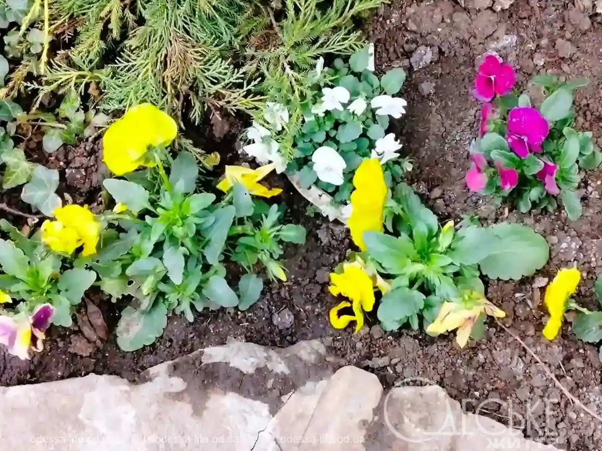 Перші квіткові пробудження Одеси: куди йти за весняними барвами (фоторепортаж)