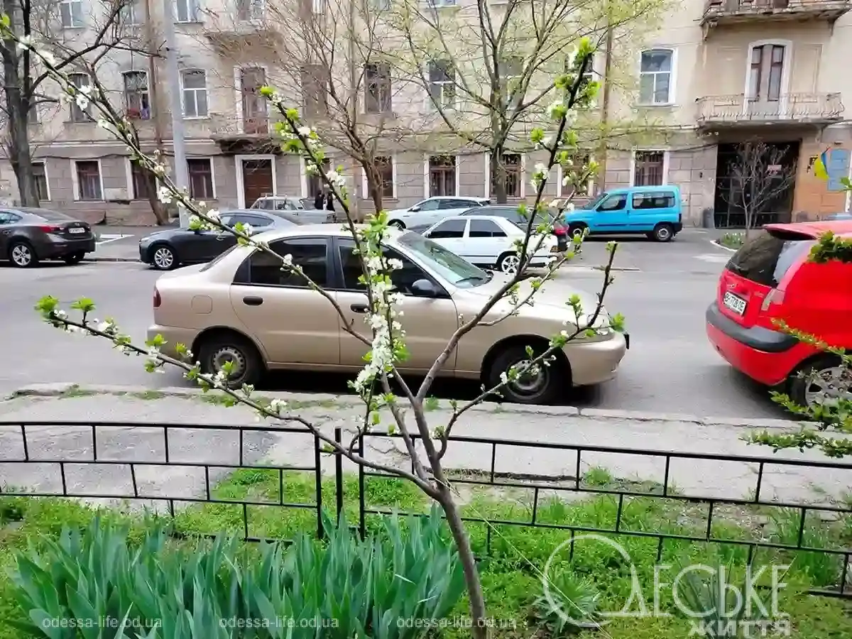 В Одесі встановиться весняне потепління, але в області вночі очікуються невеликі заморозки