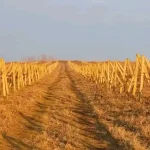 Одещина змушена імпортувати виноград через дефіцит саджанців