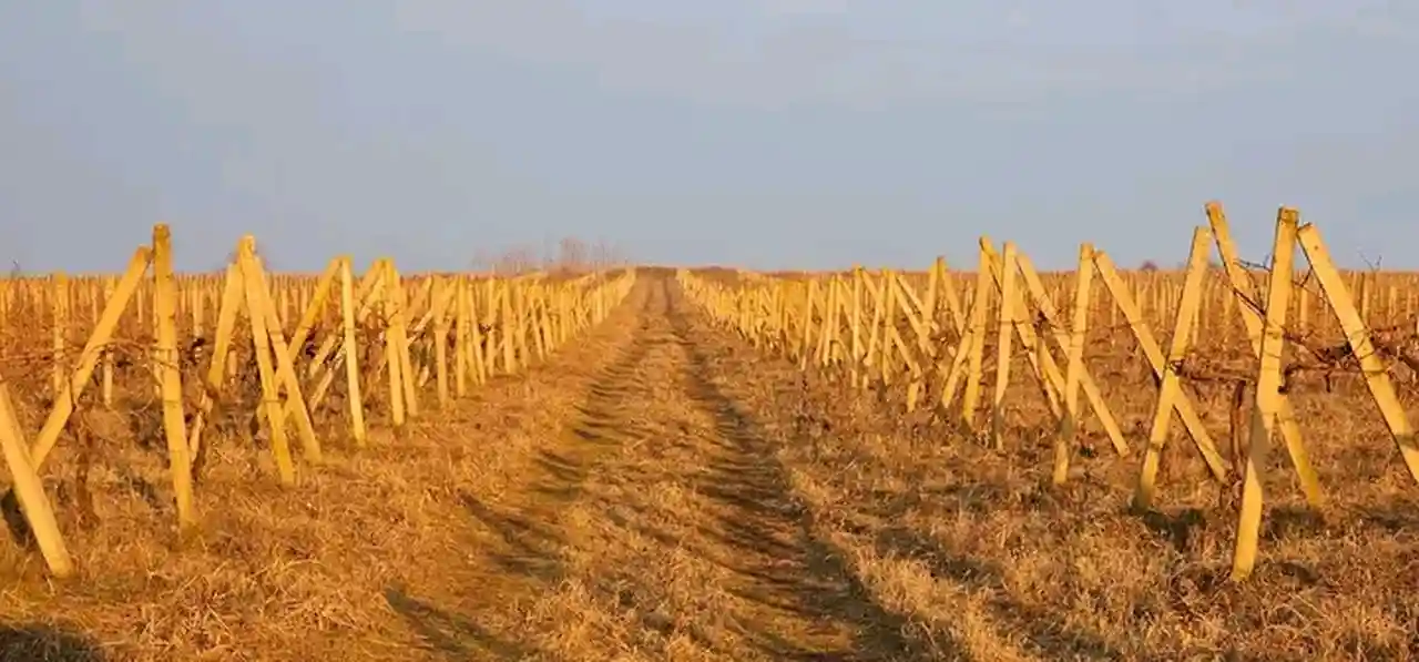 Одещина змушена імпортувати виноград через дефіцит саджанців