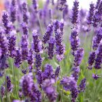 В Одещині розквітає лаванда: регіон готує фіолетову атракцію