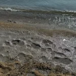 На околицях Одеси на пляжі виявили загадкове забруднення і врятували птаха (фото)