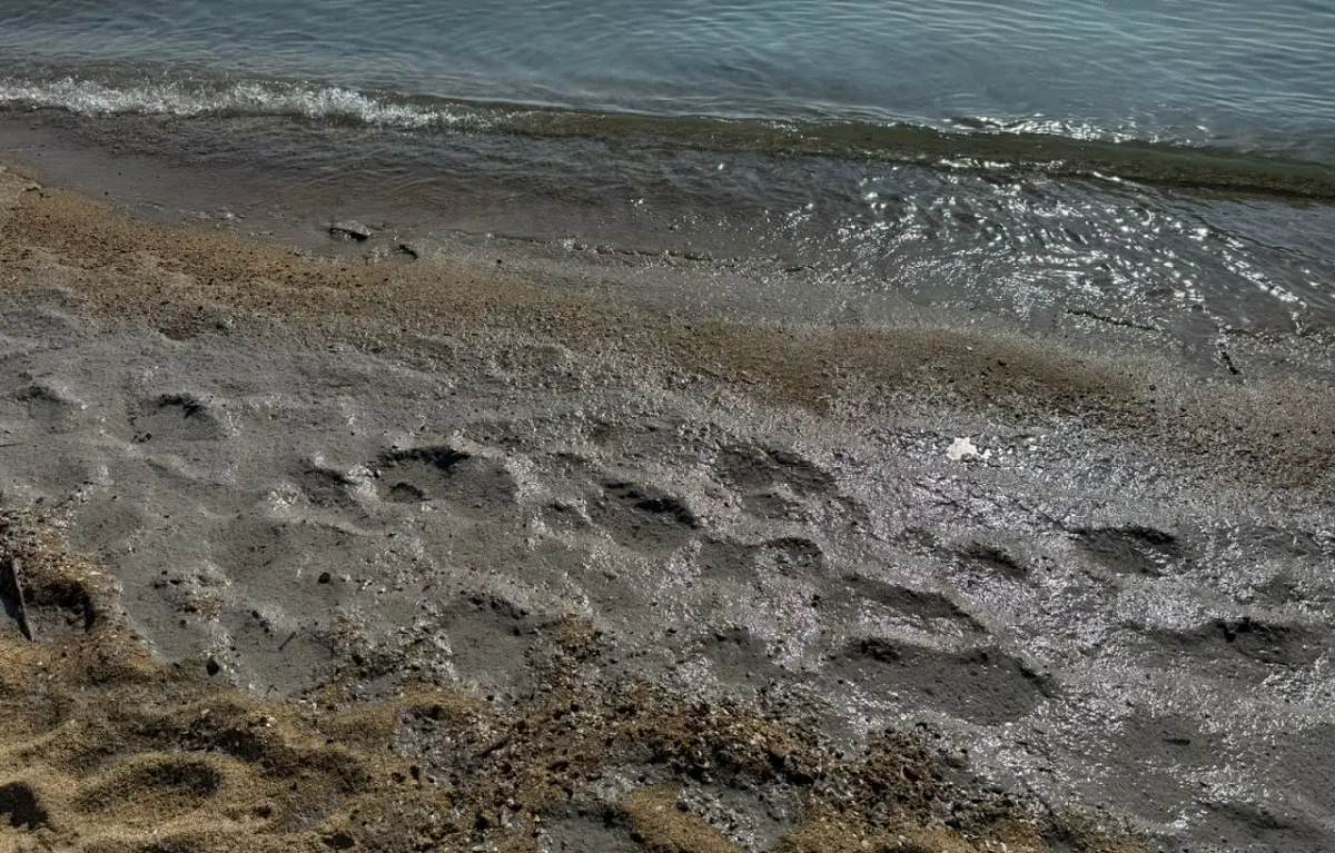 На околицях Одеси на пляжі виявили загадкове забруднення і врятували птаха (фото)