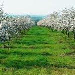 Мигдальна лихоманка Одещини: що штовхає аграріїв масово садити мигдаль