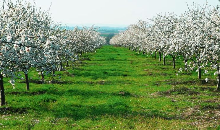 Мигдальна лихоманка Одещини: що штовхає аграріїв масово садити мигдаль