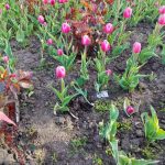 В Одесі вандали за кілька днів вирвали майже 300 тюльпанів — ФОТО