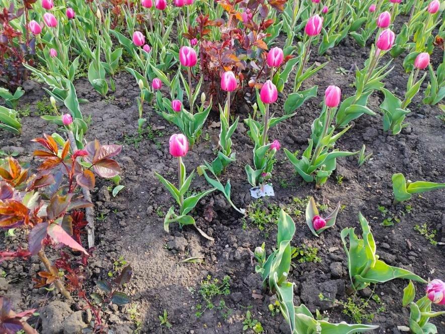 В Одесі вандали за кілька днів вирвали майже 300 тюльпанів — ФОТО