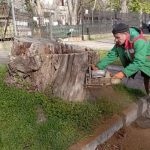 Одеса перезавантажується зеленню: тисячі нових дерев і масове видалення аварійних насаджень — ФОТО