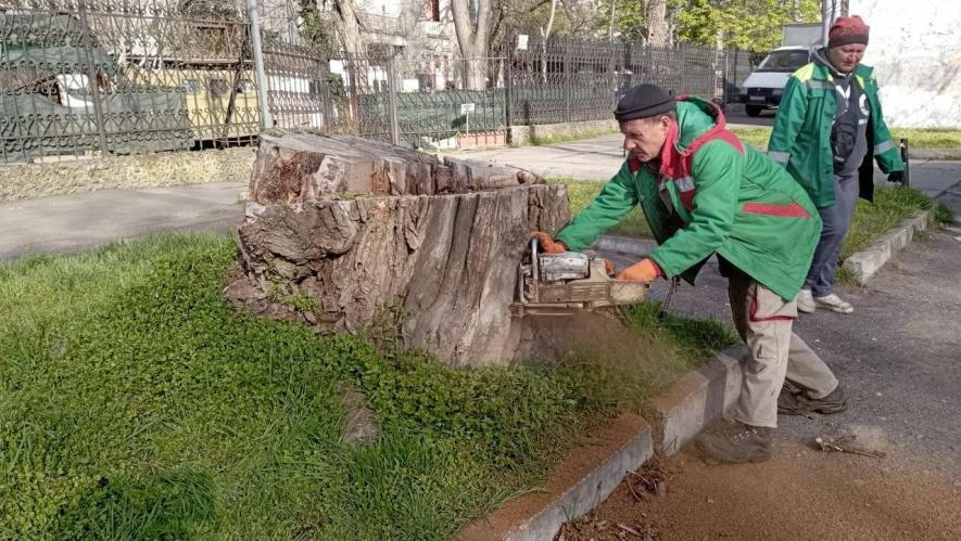 Одеса перезавантажується зеленню: тисячі нових дерев і масове видалення аварійних насаджень — ФОТО