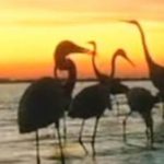 Перші фламінго з’явилися на Одещині — на підході зграї по кілька тисяч