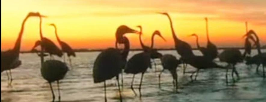 Перші фламінго з’явилися на Одещині — на підході зграї по кілька тисяч