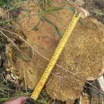 На Одещині оштрафували чоловіка на 1650 грн за зламане дерево