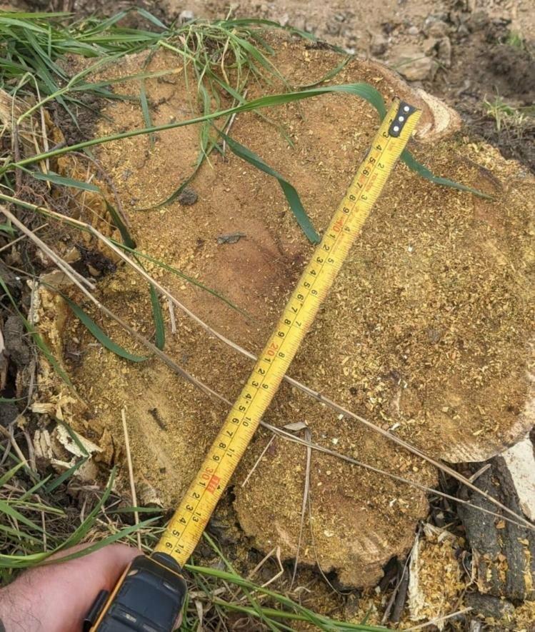 На Одещині оштрафували чоловіка на 1650 грн за зламане дерево